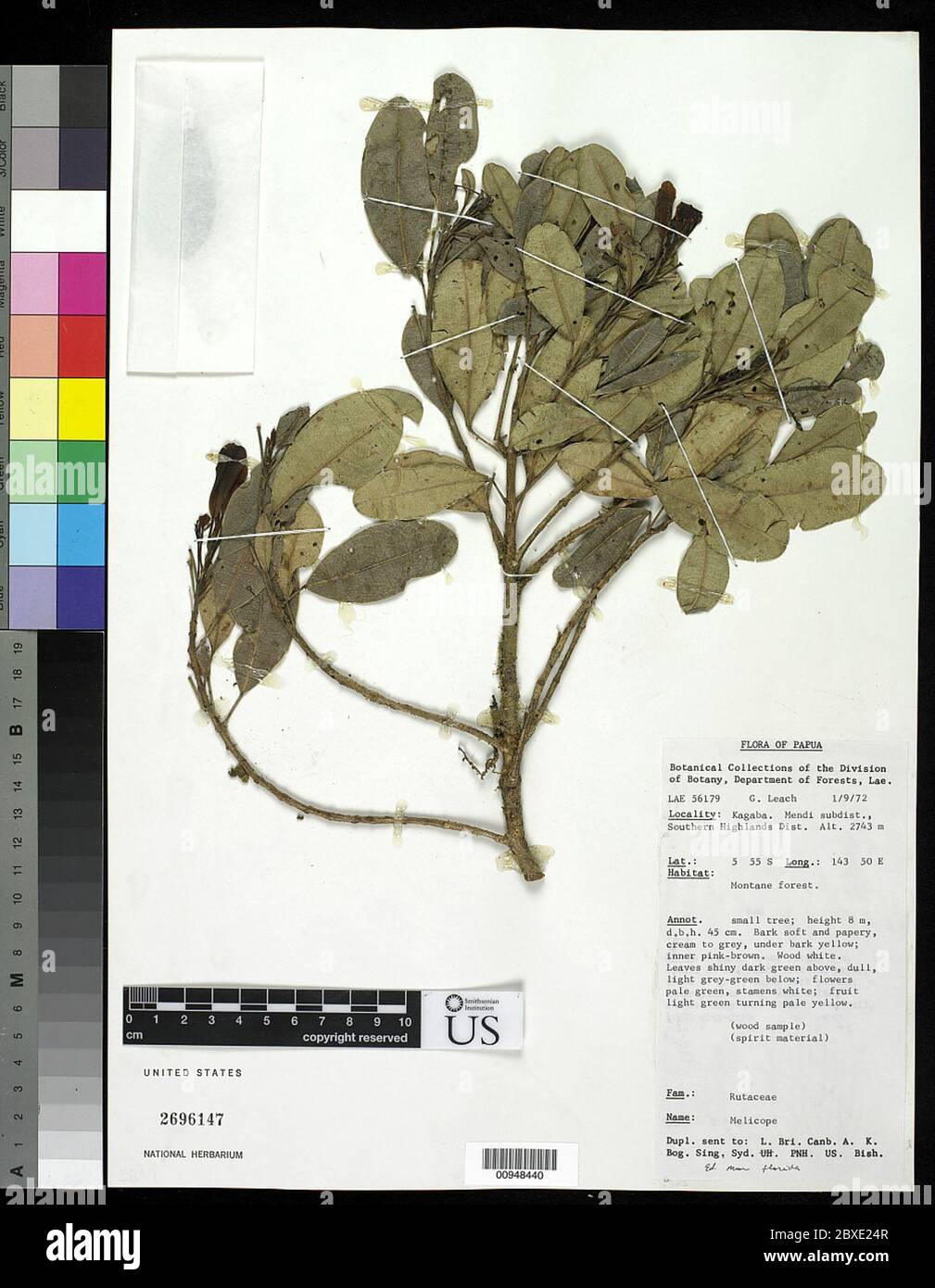 Melicope sp Melicope sp. Stock Photo