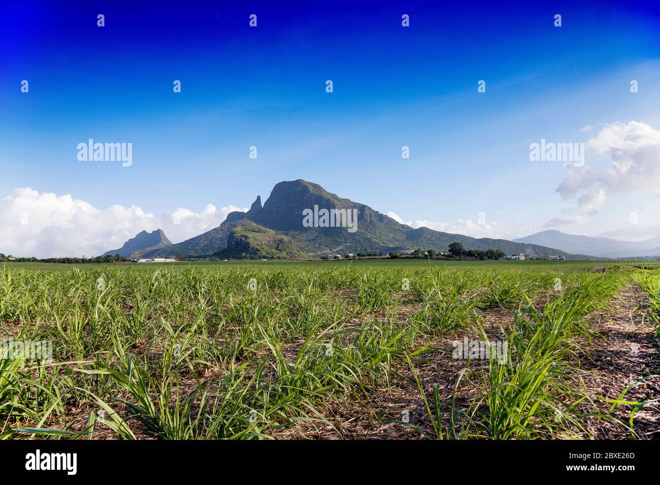 sugarcane plants on the island of Mauritius. Stock Photo