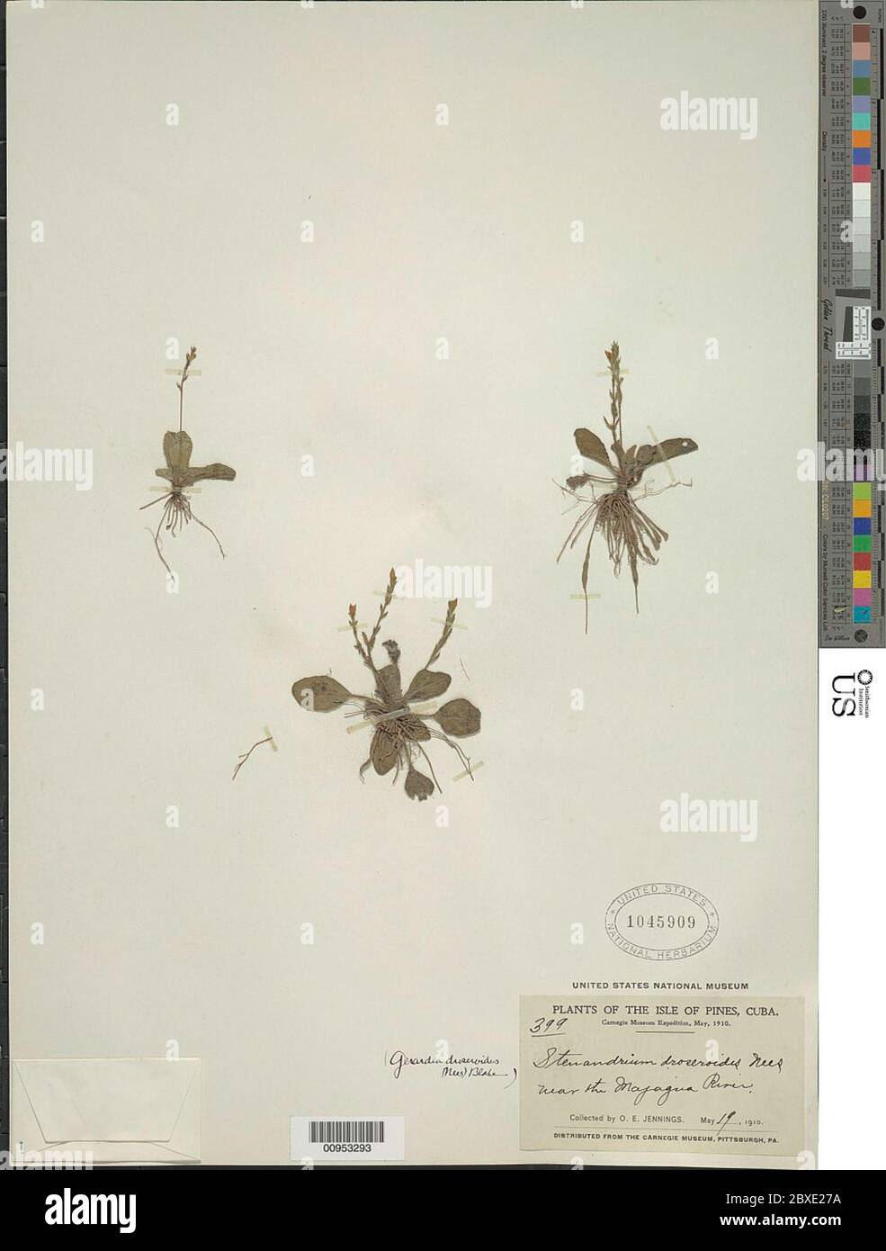 Stenandrium droseroides Nees Stenandrium droseroides Nees Stock Photo