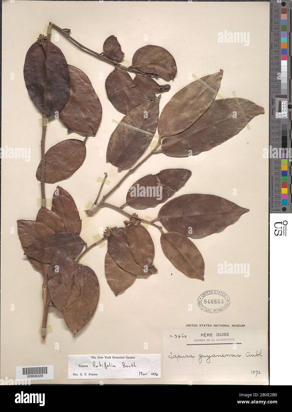 Tapura latifolia Benth Tapura latifolia Benth Stock Photo Alamy