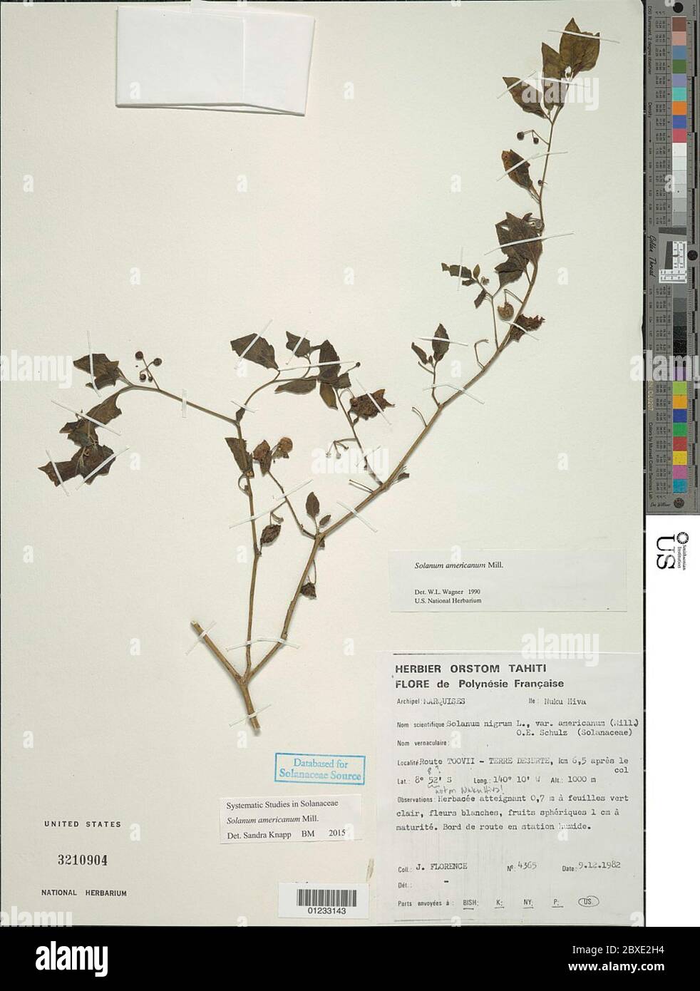 Solanum americanum Mill Solanum americanum Mill Stock Photo - Alamy