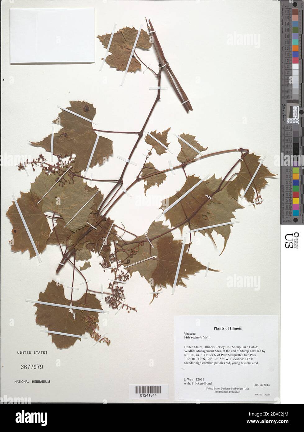 Vitis palmata Vahl Vitis palmata Vahl Stock Photo Alamy