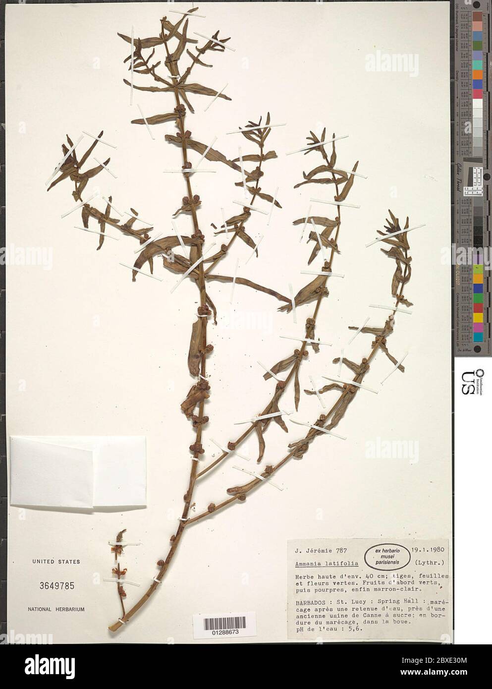 Ammannia latifolia L Ammannia latifolia L. Stock Photo