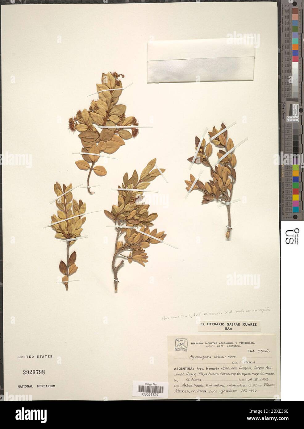 Myrceugenia ovata var nannophylla Burret Landrum Myrceugenia ovata var nannophylla Burret Landrum. Stock Photo