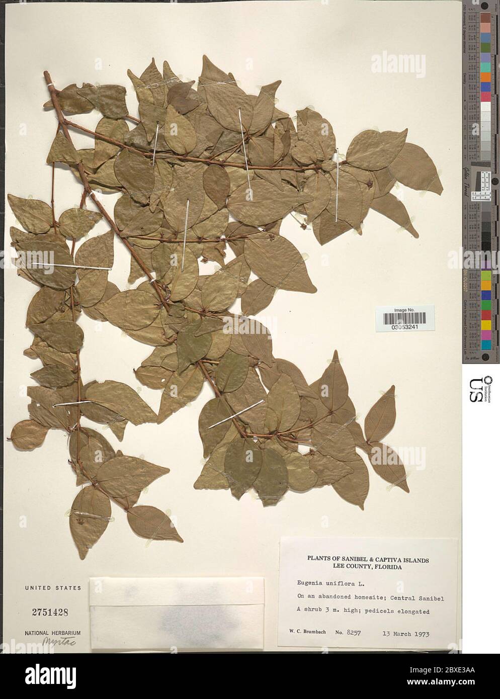 Eugenia uniflora L Eugenia uniflora L Stock Photo Alamy