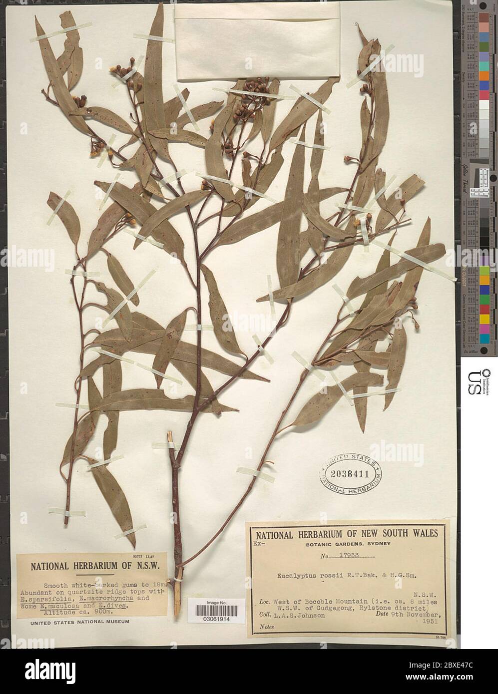 Eucalyptus rossii RT Baker HG Sm Eucalyptus rossii RT Baker HG Sm Stock