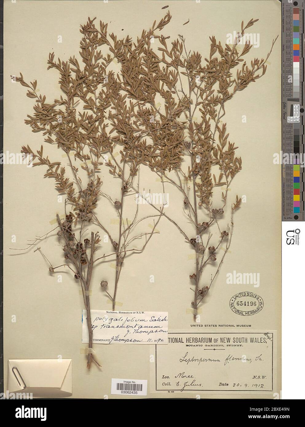 Leptospermum polygalifolium subsp transmontanum Joy Thomps Leptospermum polygalifolium subsp transmontanum Joy Thomps. Stock Photo