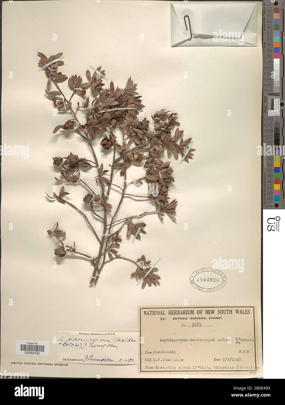Leptospermum macrocarpum Maiden Betche Joy Thomps Leptospermum macrocarpum Maiden Betche Joy Thomps. Stock Photo