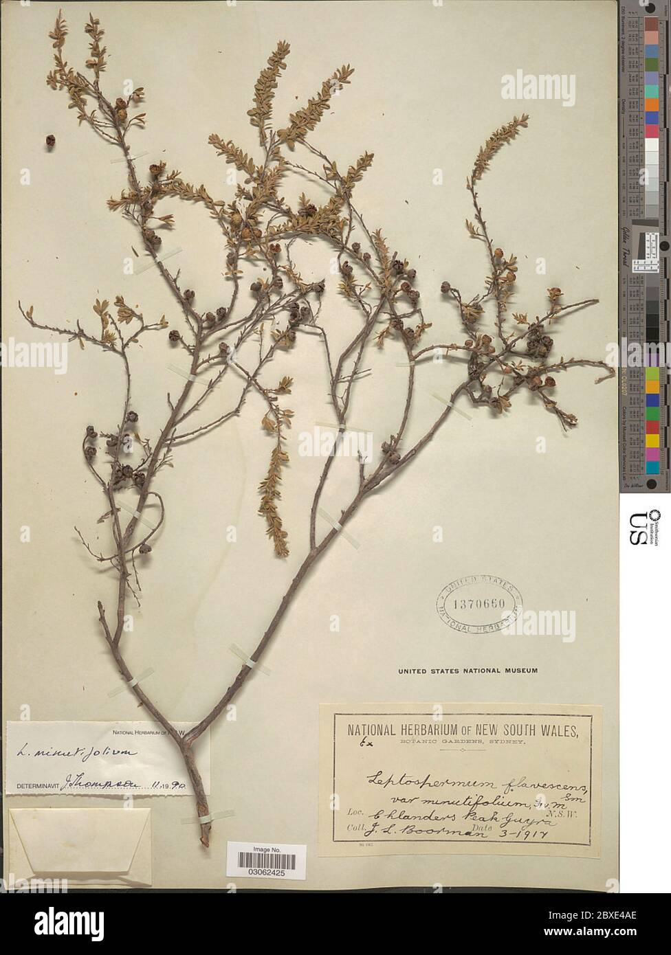 Leptospermum minutifolium CT White Leptospermum minutifolium CT White. Stock Photo