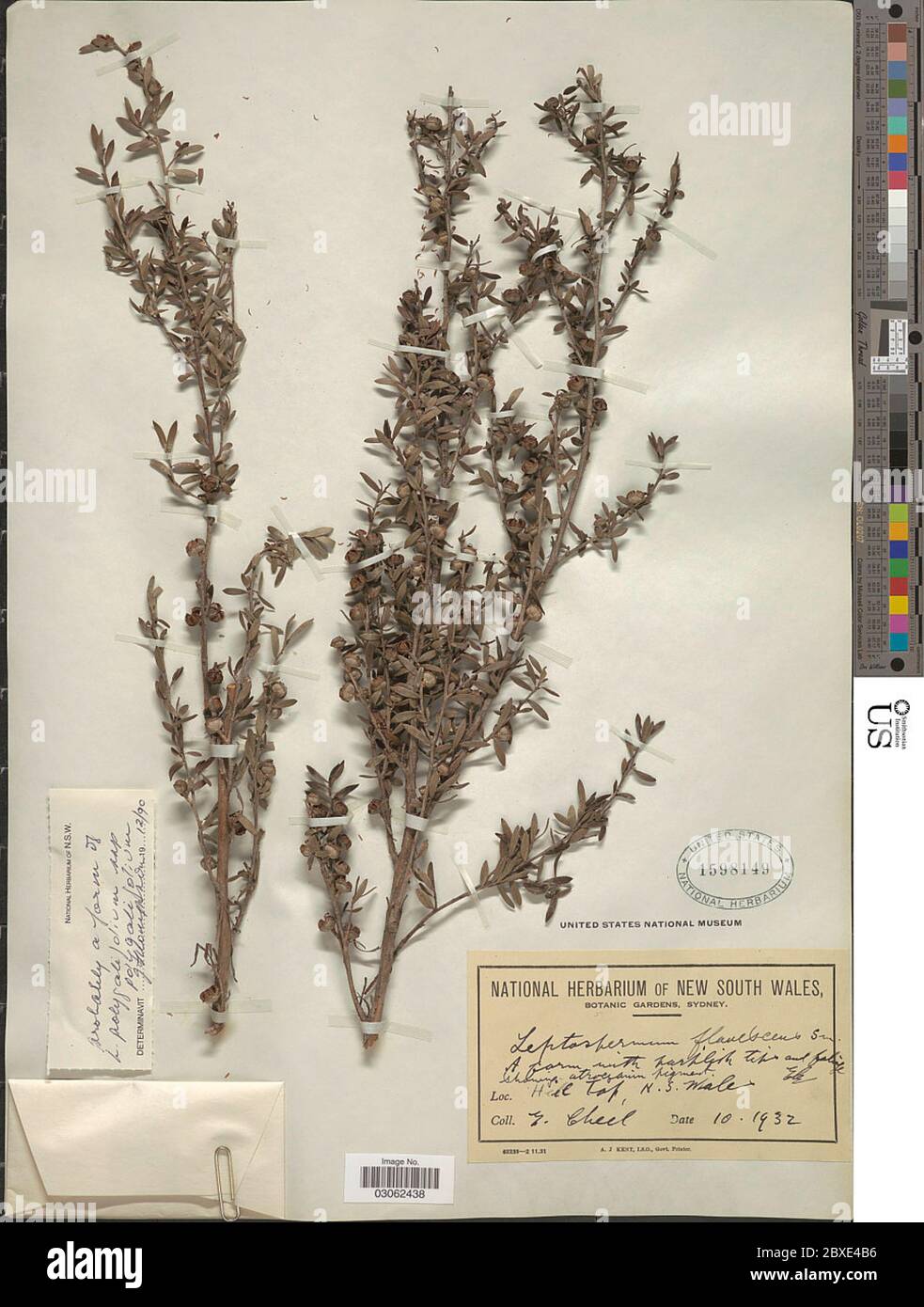 Leptospermum polygalifolium Salisb subsp polygalifolium Leptospermum polygalifolium Salisb subsp polygalifolium. Stock Photo