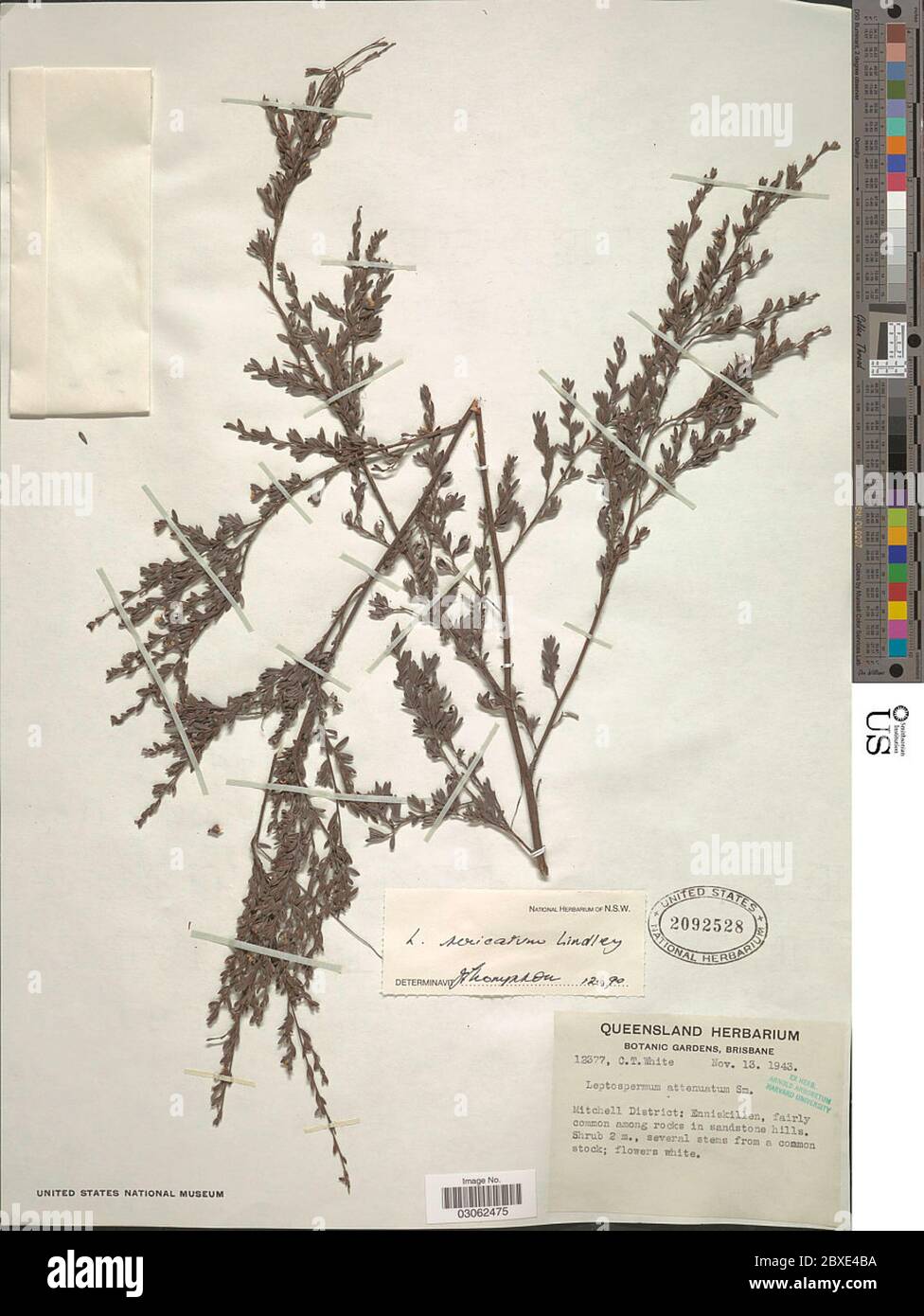 Leptospermum sericatum Lindl Leptospermum sericatum Lindl. Stock Photo