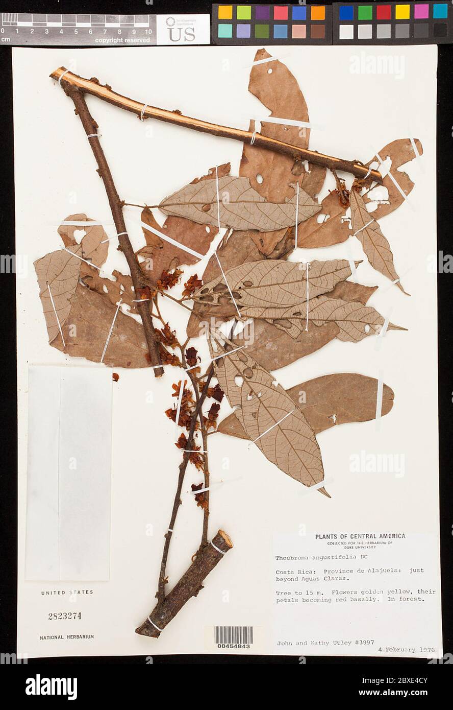 Theobroma angustifolium Sess Moc ex DC Theobroma angustifolium Sess Moc
