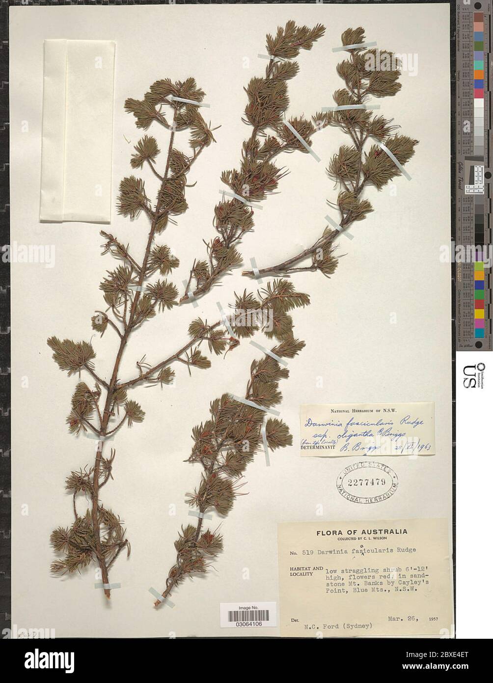 Darwinia fascicularis Rudge Darwinia fascicularis Rudge. Stock Photo