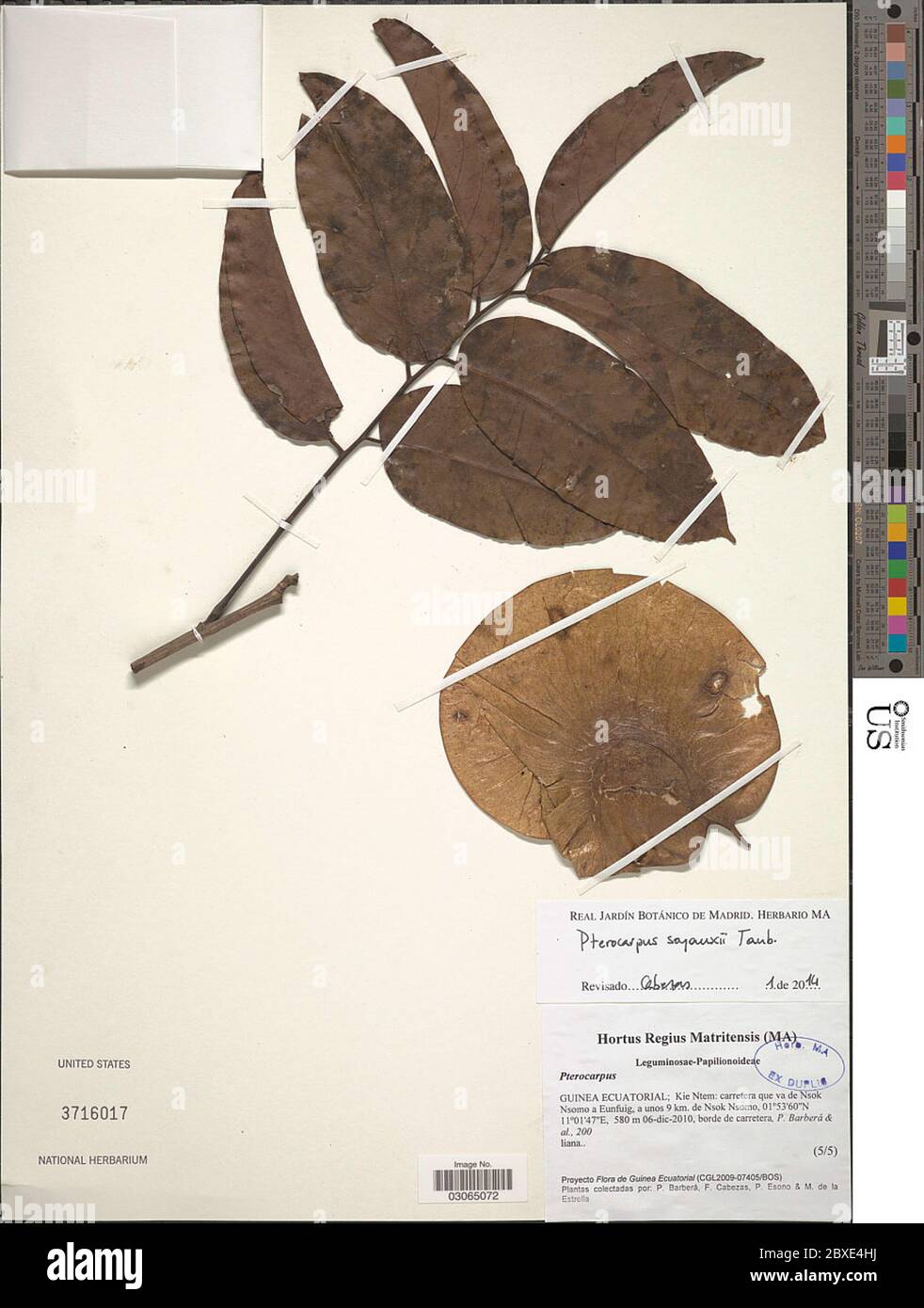 Pterocarpus soyauxii Taub Pterocarpus soyauxii Taub Stock Photo Alamy