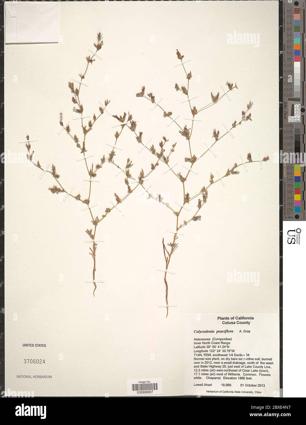 Calycadenia pauciflora A Gray in Emory Calycadenia pauciflora A Gray in Emory. Stock Photo