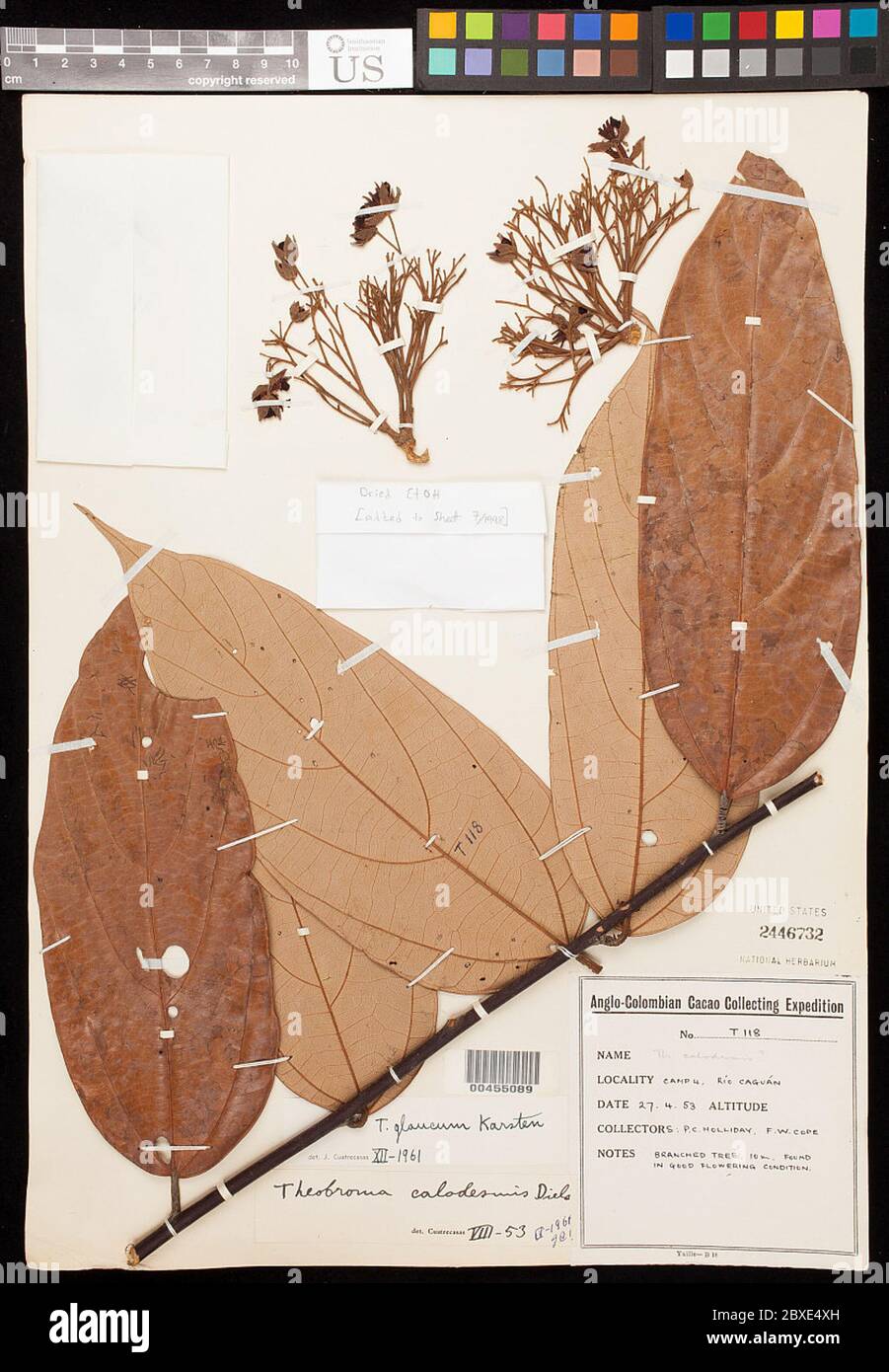 Theobroma glaucum H Karst Theobroma glaucum H Karst Stock Photo Alamy