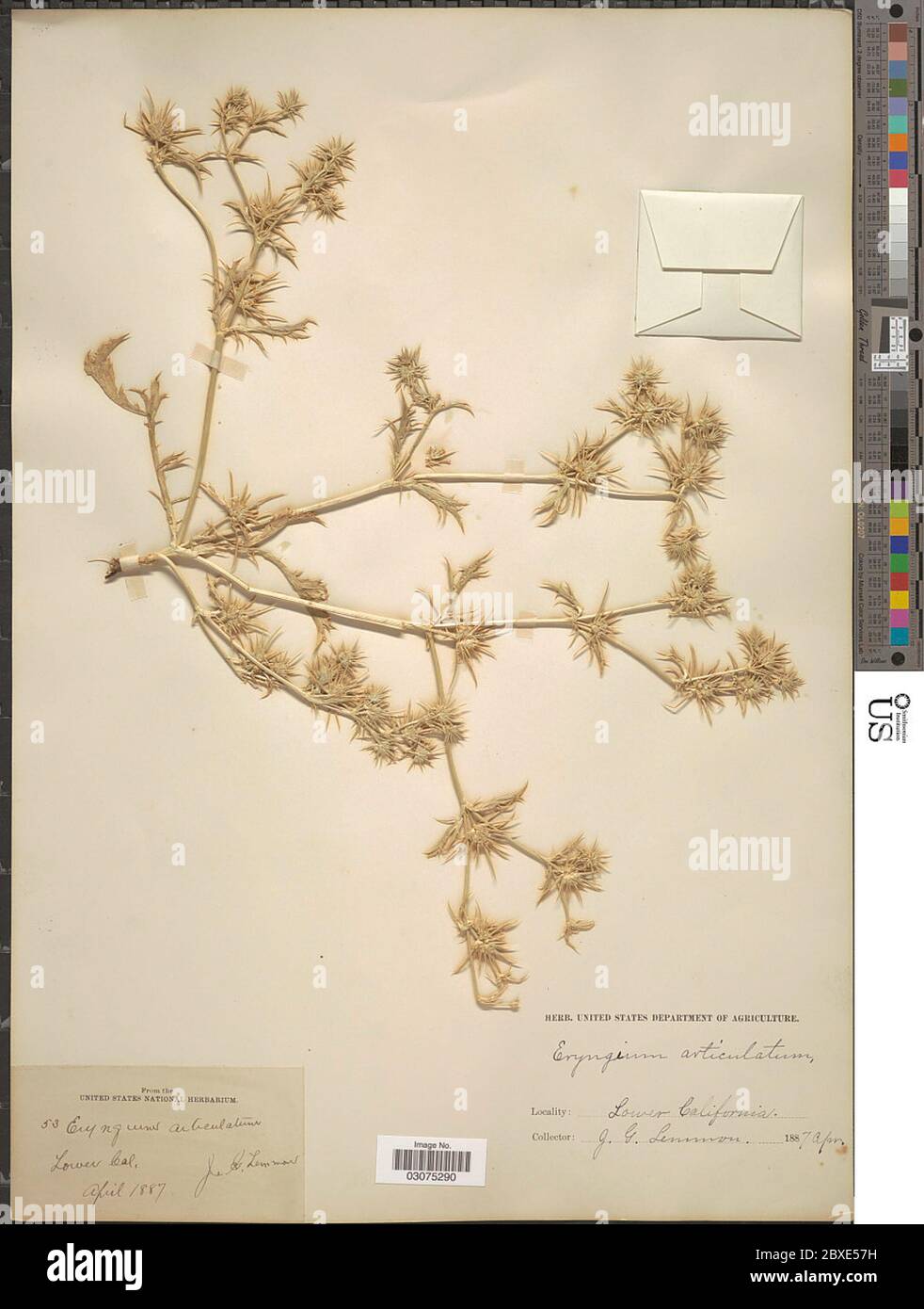 Eryngium articulatum Hook Eryngium articulatum Hook Stock Photo Alamy