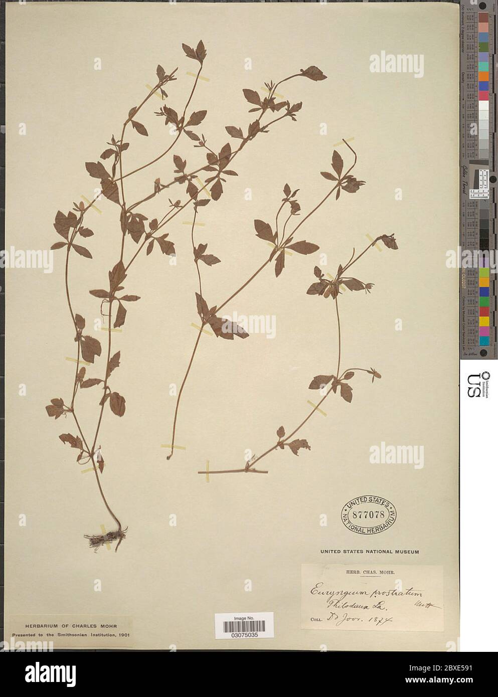 Eryngium prostratum Nutt ex DC Eryngium prostratum Nutt ex DC Stock