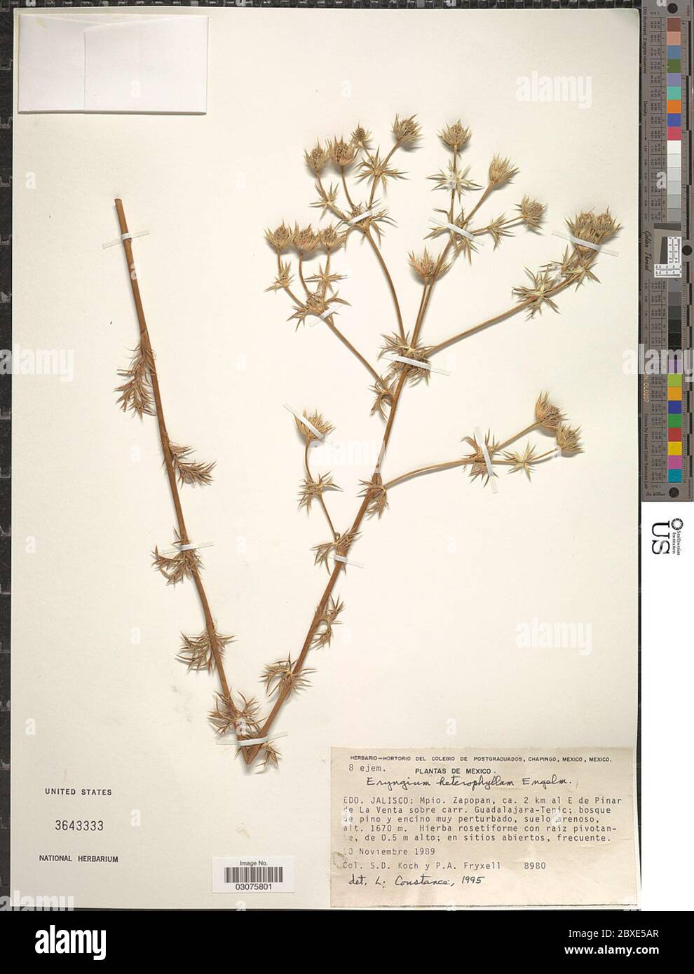 Eryngium heterophyllum Engelm Eryngium heterophyllum Engelm Stock Photo Alamy