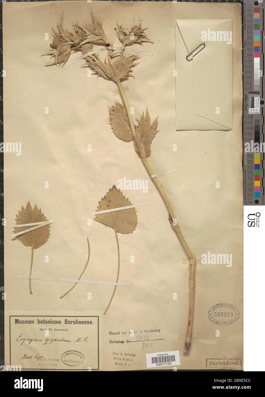 Eryngium giganteum Eryngium giganteum Stock Photo Alamy