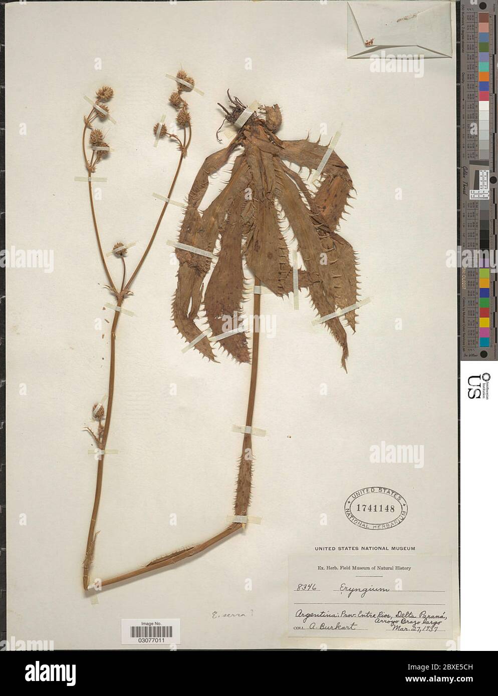 Eryngium serra Cham Schltdl Eryngium serra Cham Schltdl Stock Photo Alamy