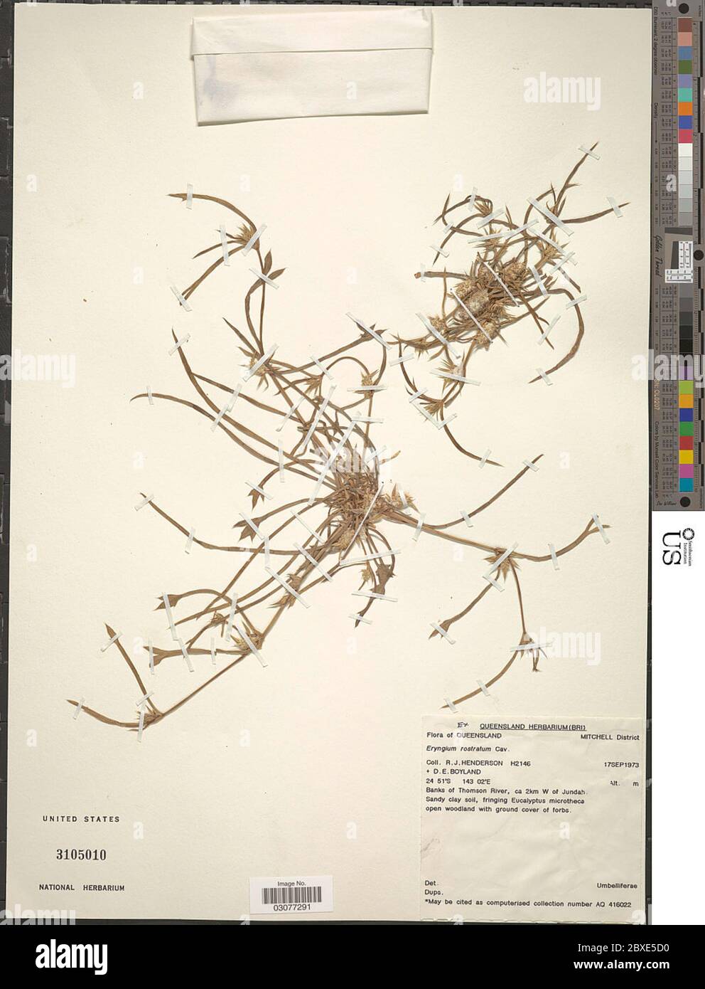 Eryngium rostratum hires stock photography and images Alamy