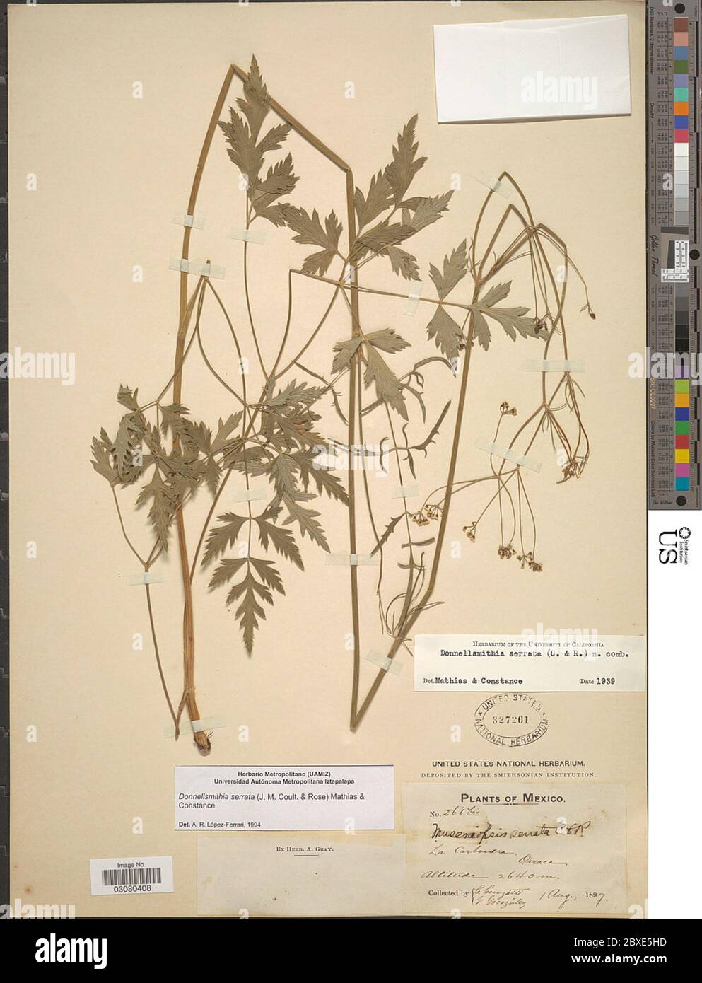 Donnellsmithia serrata JM Coult Rose Mathias Constance Donnellsmithia ...