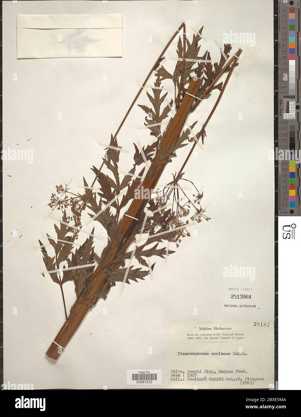 Pleurospermum uralense Hoffm Pleurospermum uralense Hoffm. Stock Photo
