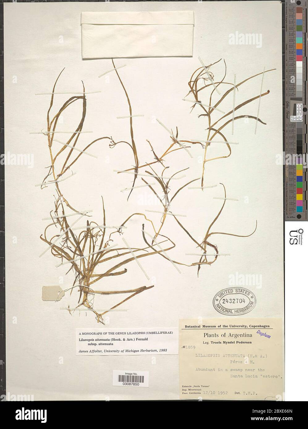 Lilaeopsis attenuata Hook Arn Fernald Lilaeopsis attenuata Hook Arn Fernald. Stock Photo