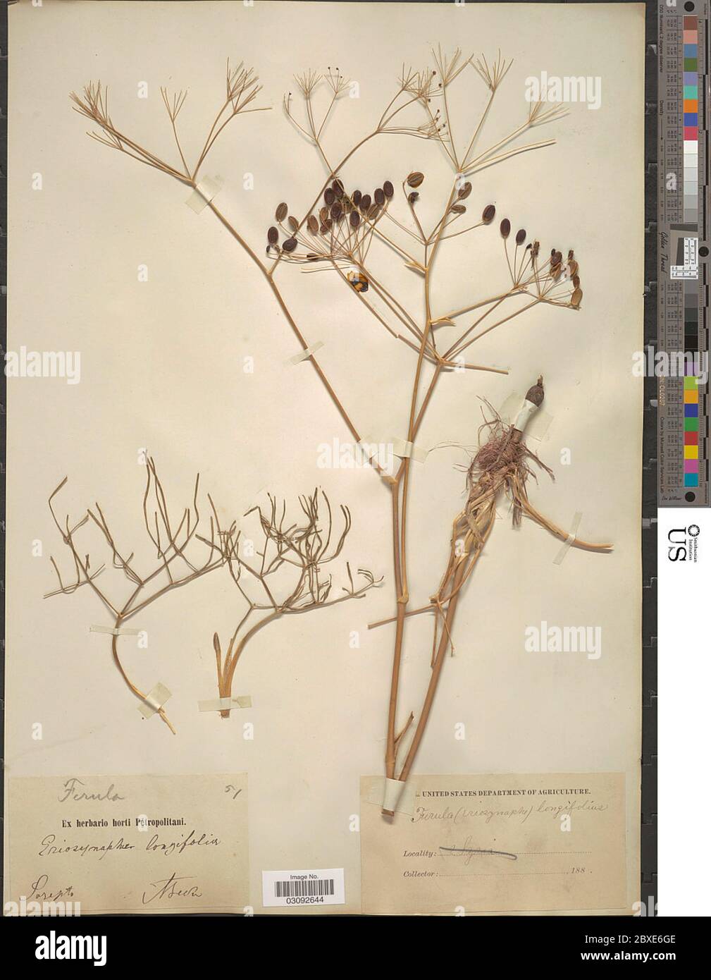 Ferula longifolia Ferula longifolia Stock Photo Alamy