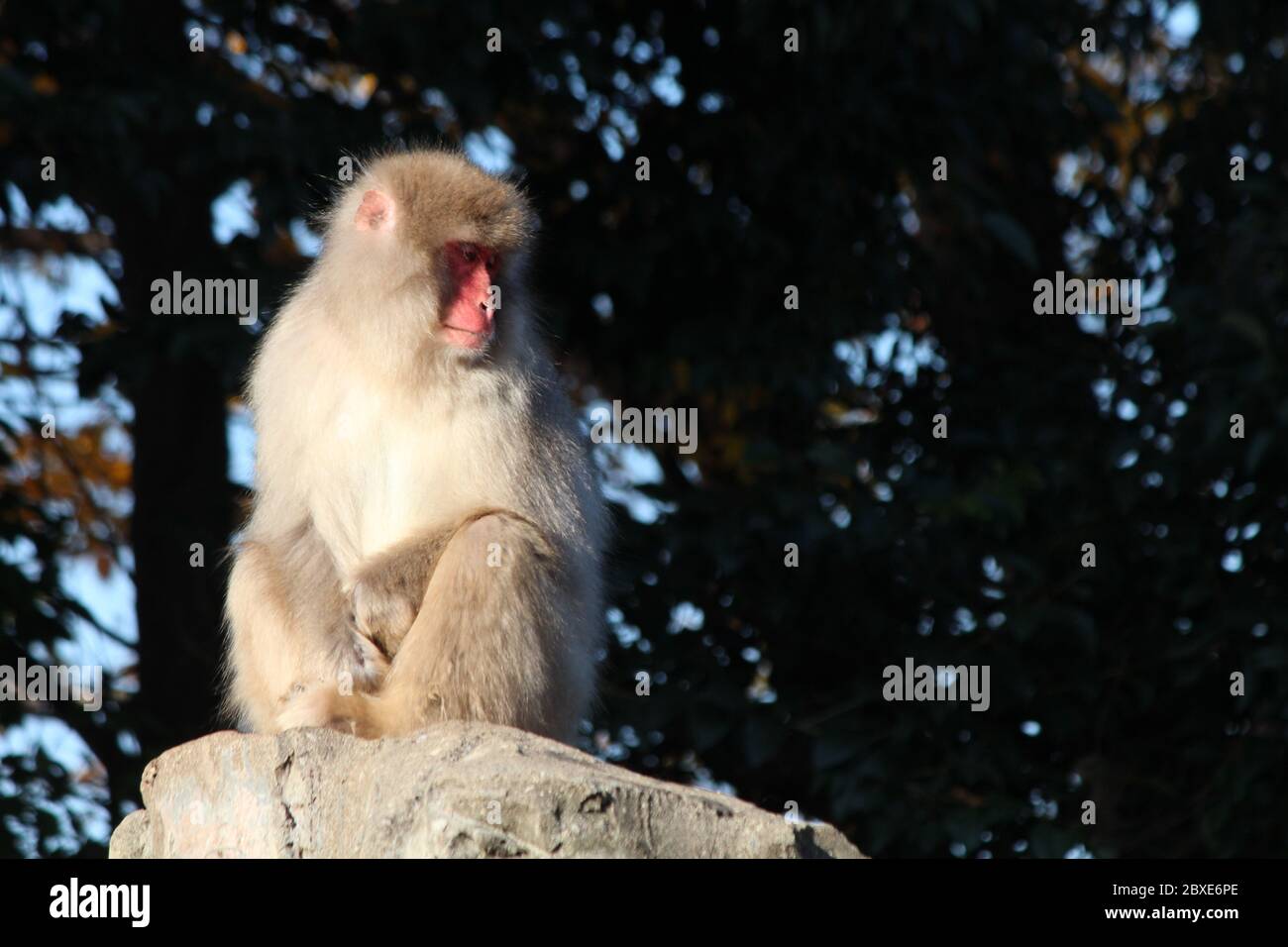 Red faced Japanese Macaque Stock Photo