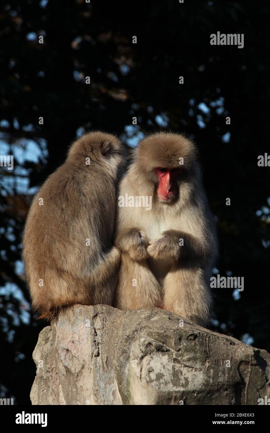 Red faced japanese macaques Stock Photo