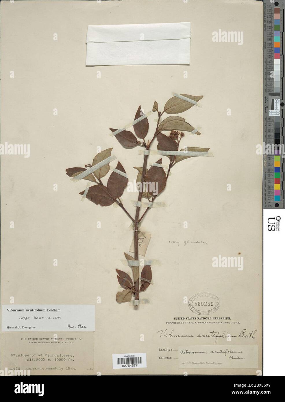Viburnum acutifolium subsp acutifolium Viburnum acutifolium subsp acutifolium. Stock Photo
