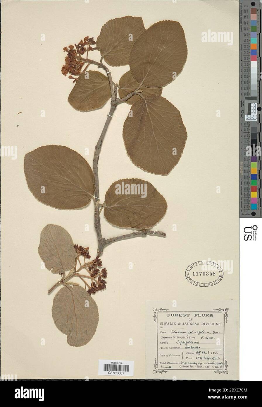 Viburnum cotinifolium D Don Viburnum cotinifolium D Don. Stock Photo