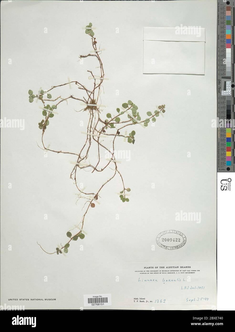 Linnaea borealis L Linnaea borealis L. Stock Photo
