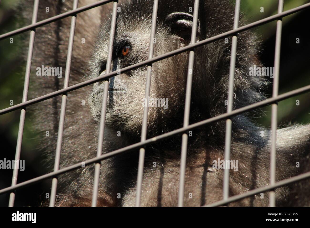 Gibon Monkey behind bars Stock Photo
