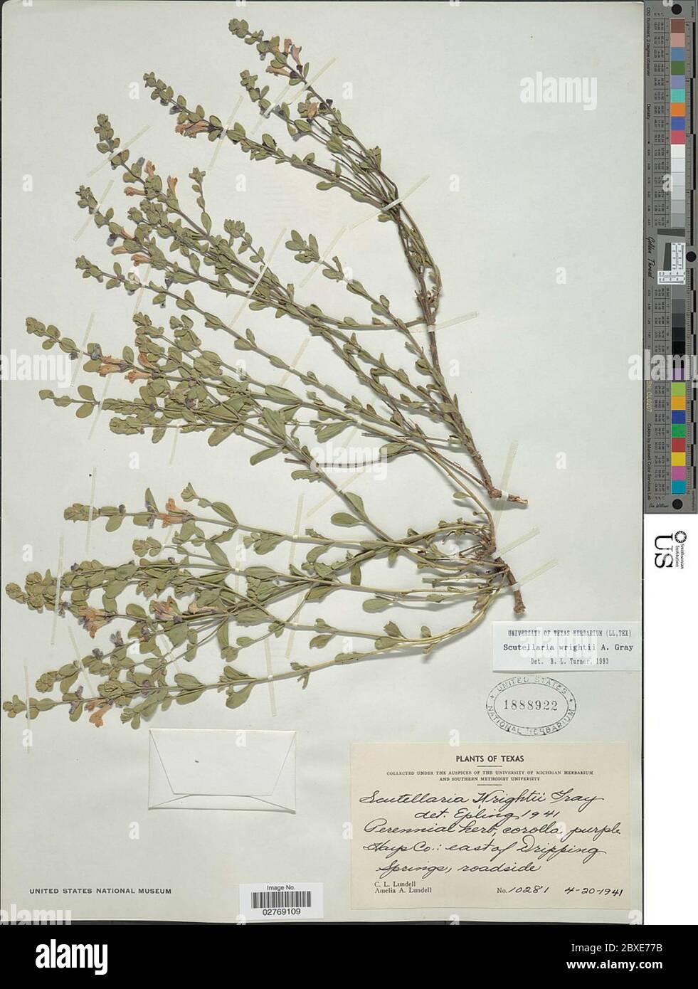 Scutellaria wrightii A Gray Scutellaria wrightii A Gray. Stock Photo