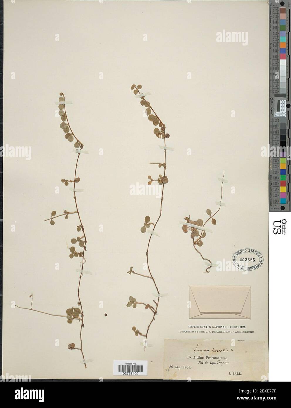 Linnaea borealis L Linnaea borealis L. Stock Photo