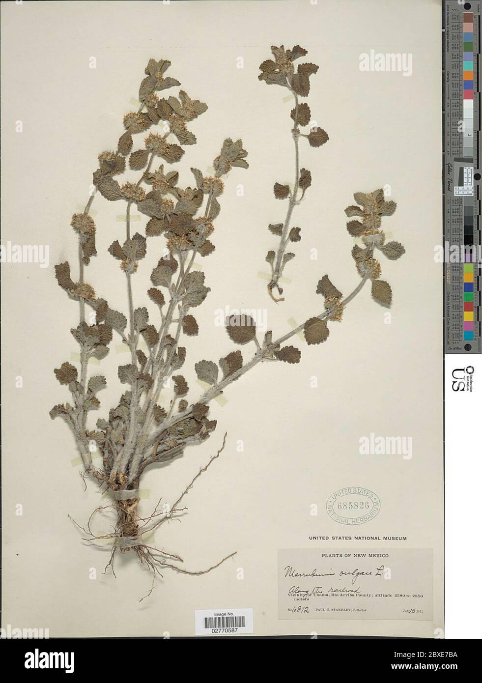 Marrubium vulgare L Marrubium vulgare L. Stock Photo