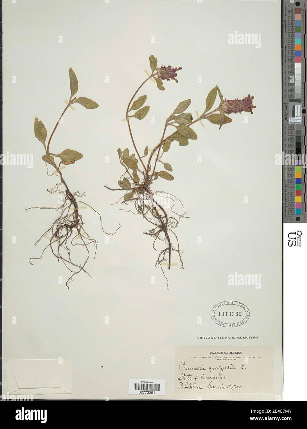 Prunella vulgaris L Prunella vulgaris L Stock Photo - Alamy