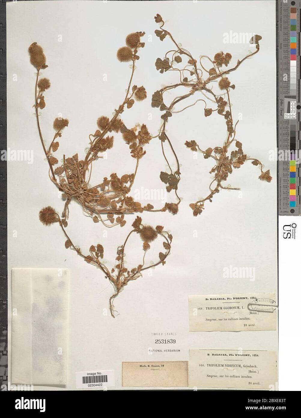 Trifolium nidificum Griseb Trifolium nidificum Griseb. Stock Photo