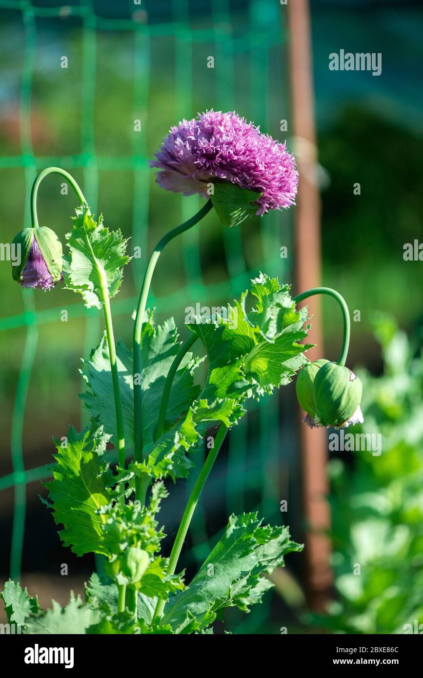 Close up of cultivated poppies blooming in a spring garden - selective focus Stock Photo