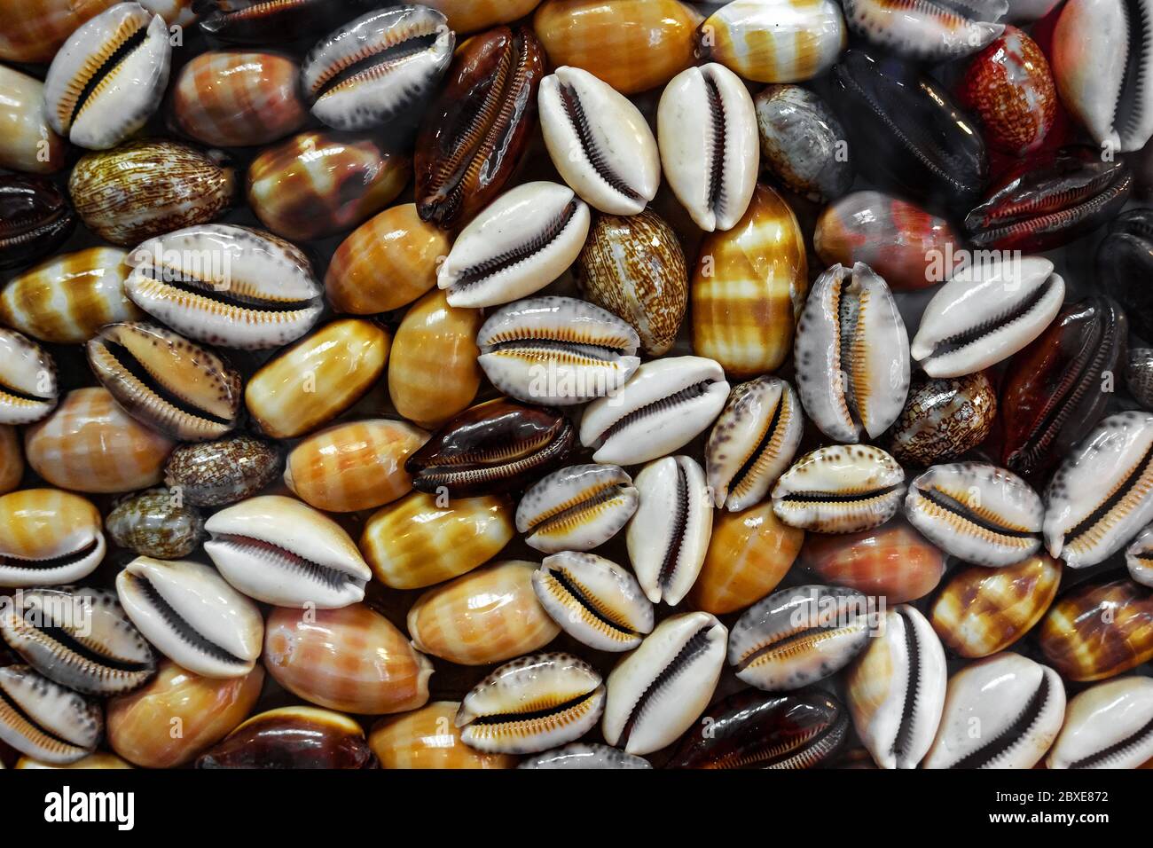 Bright seashells set as background, sea shells collection . Clip art Stock Photo