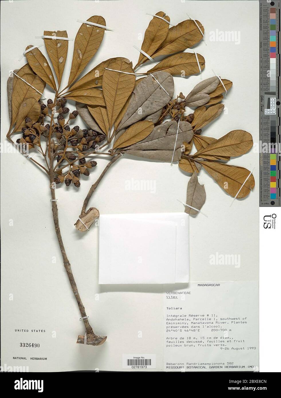 Vitex sp Vitex sp Stock Photo - Alamy