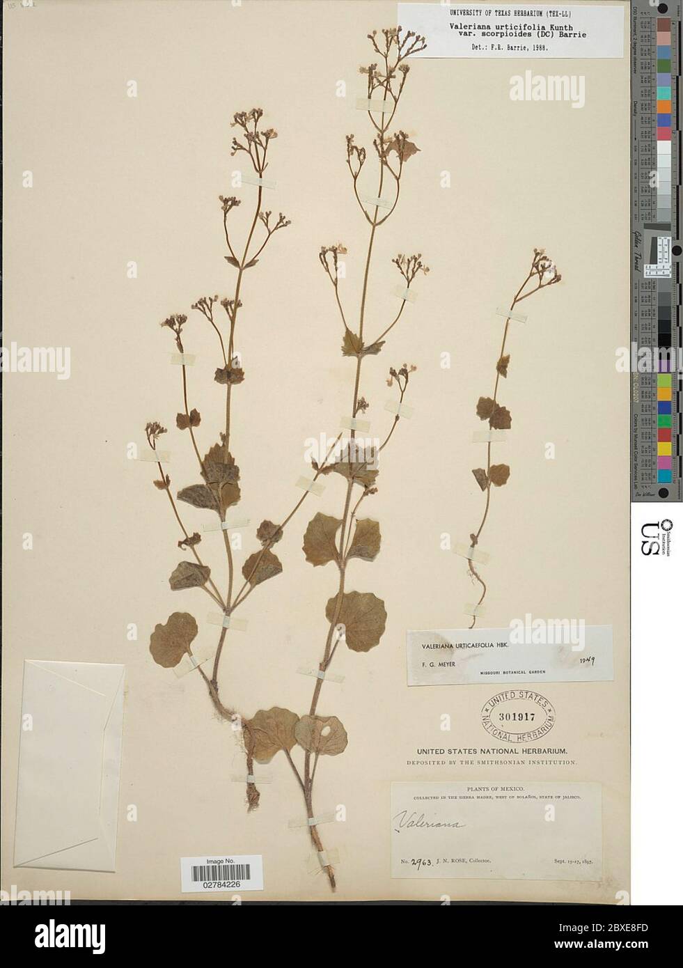Valeriana urticifolia var scorpioides DC Barrie Valeriana urticifolia var scorpioides DC Barrie. Stock Photo