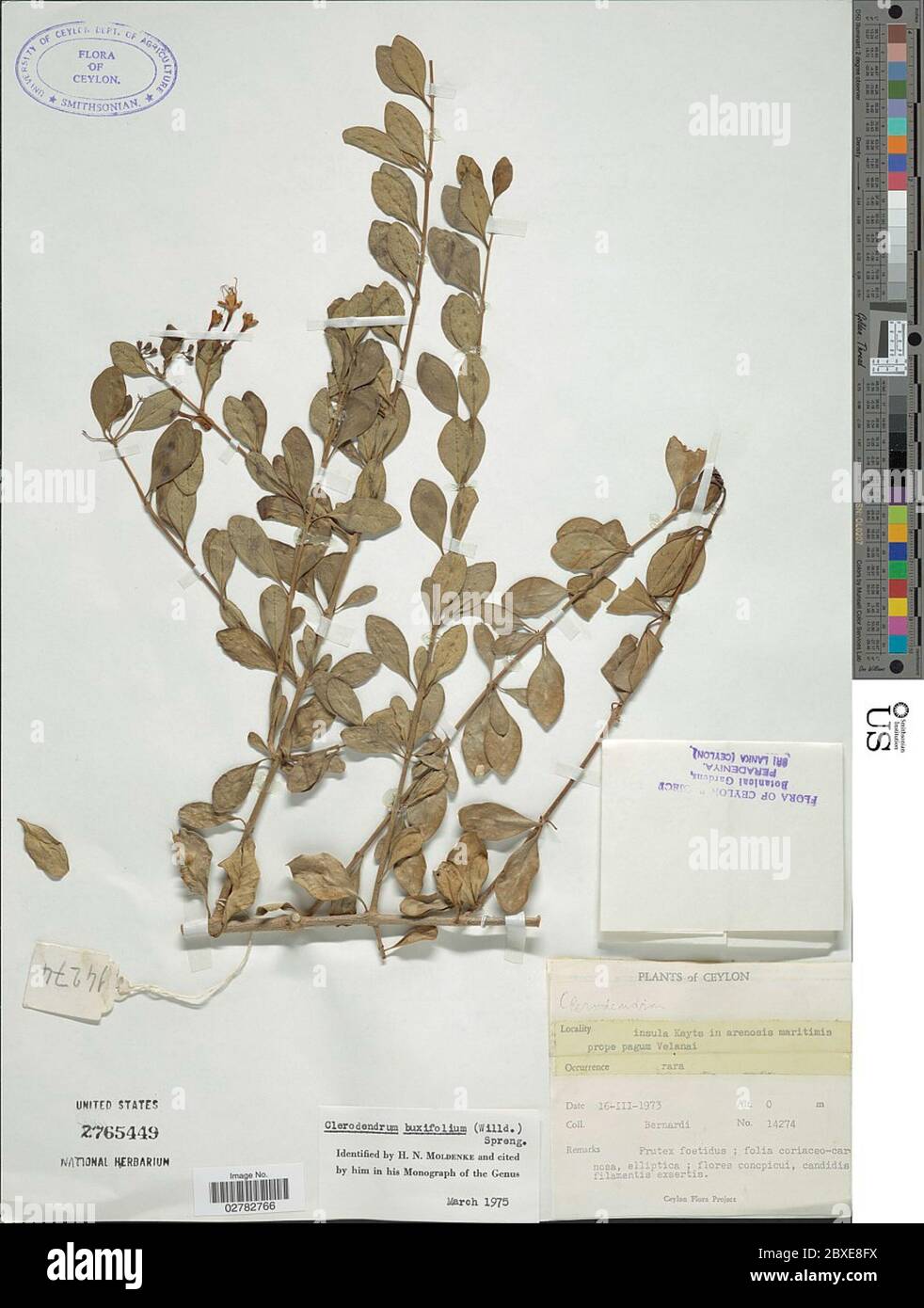 Clerodendrum buxifolium Willd Spreng Clerodendrum buxifolium Willd Spreng. Stock Photo