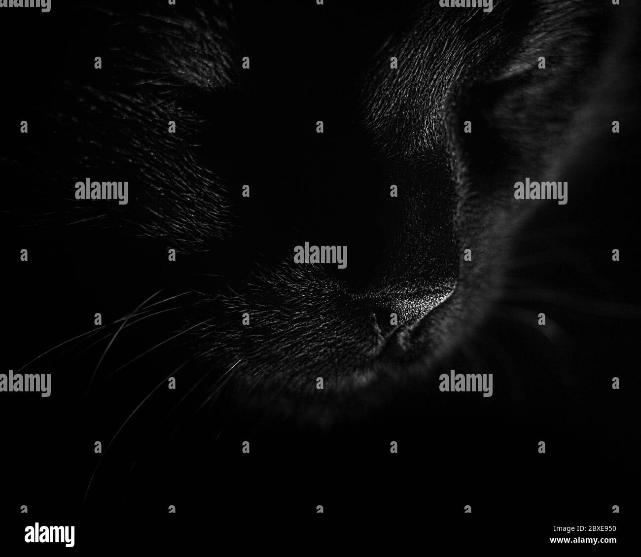 Black Cat . Beautiful cat looking very sad. low key photography. Big cat. Animal world. Stock Photo