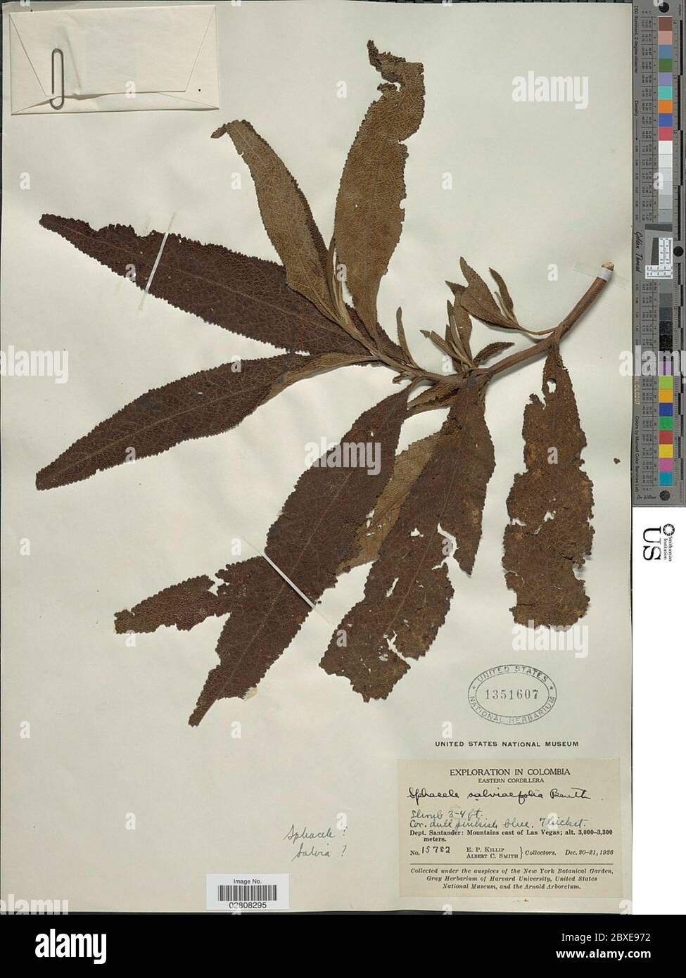 Lepechinia salviifolia Kunth Epling Lepechinia salviifolia Kunth Epling. Stock Photo