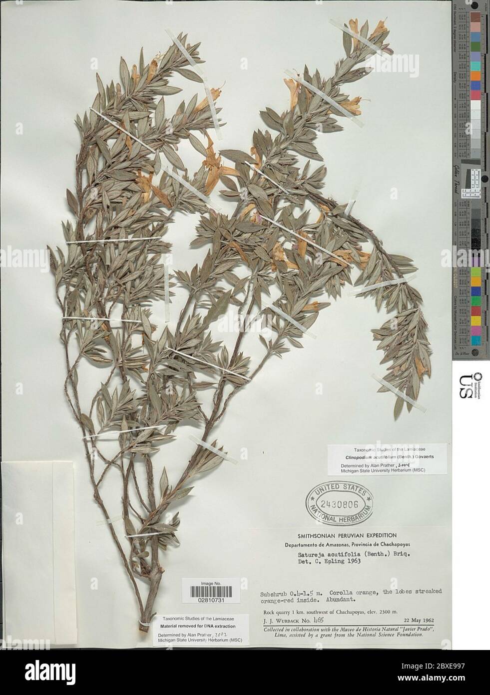 Clinopodium acutifolium Benth Govaerts Clinopodium acutifolium Benth Govaerts. Stock Photo