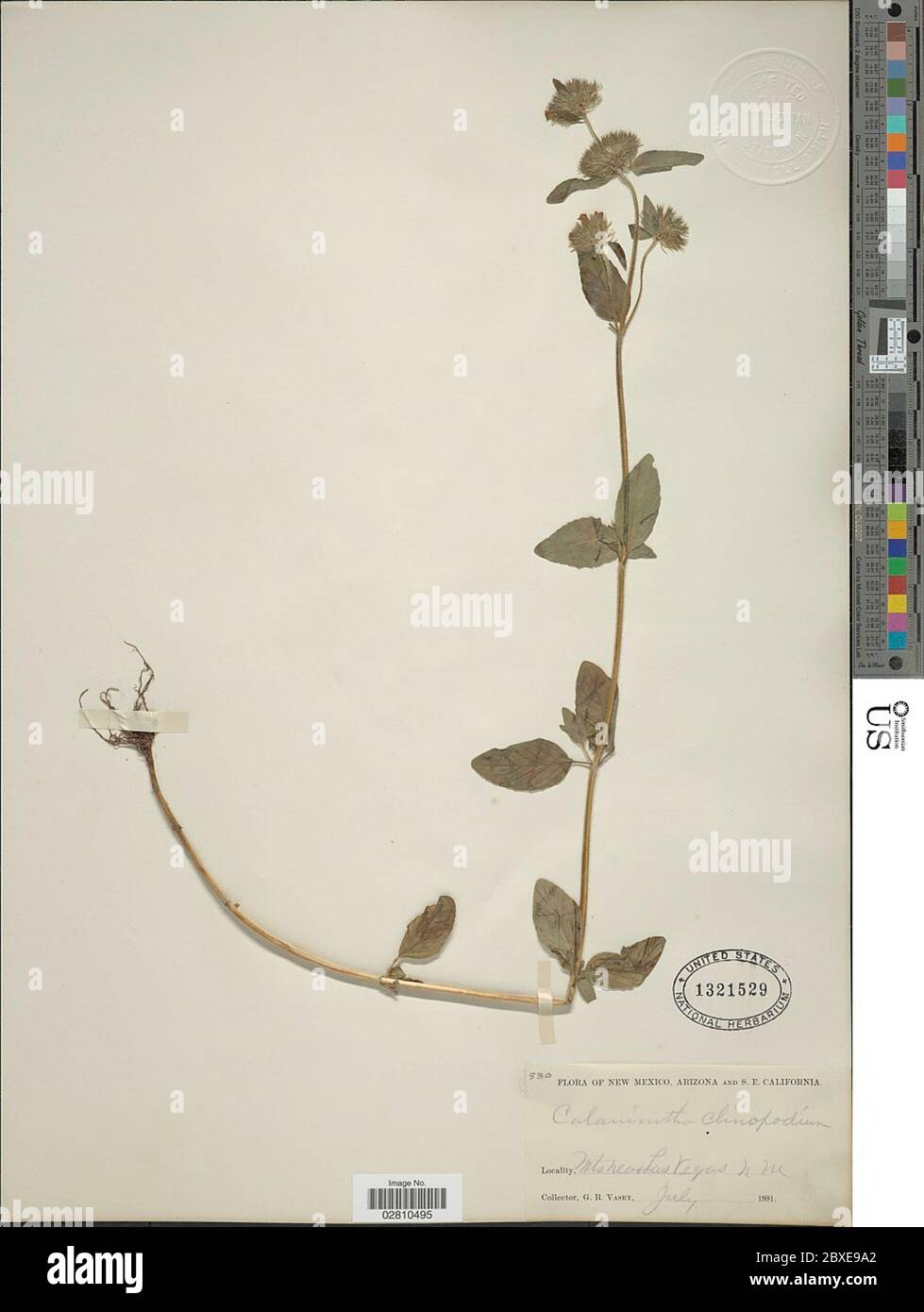 Clinopodium vulgare L Clinopodium vulgare L. Stock Photo